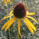 Yellowcone flower