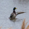 Mallard; Anade Real