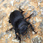 Lesser Stag Beetle / Mali rogač