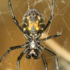 Immature Redback Spider