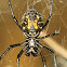 Immature Redback Spider