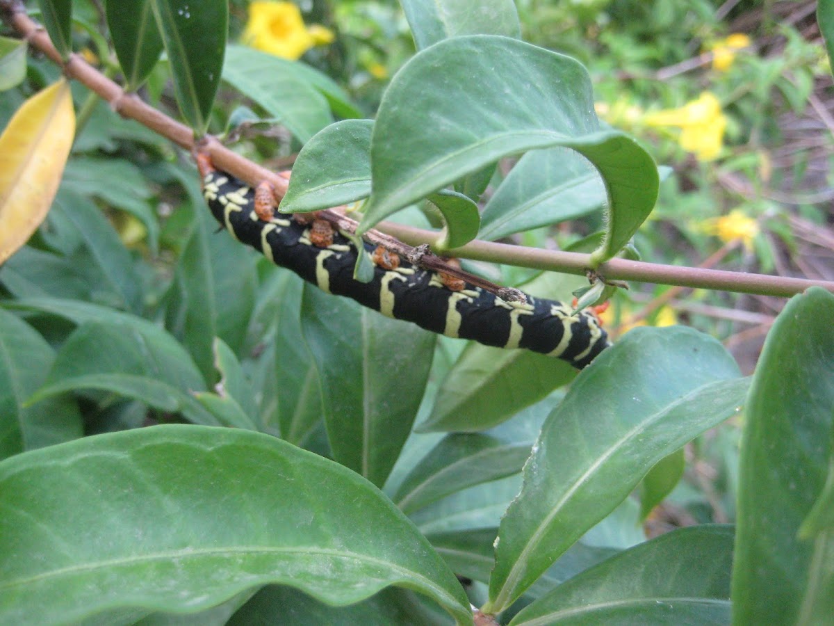 Tetrio Sphinx Moth Caterpillar