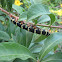 Tetrio Sphinx Moth Caterpillar