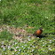 American Robin