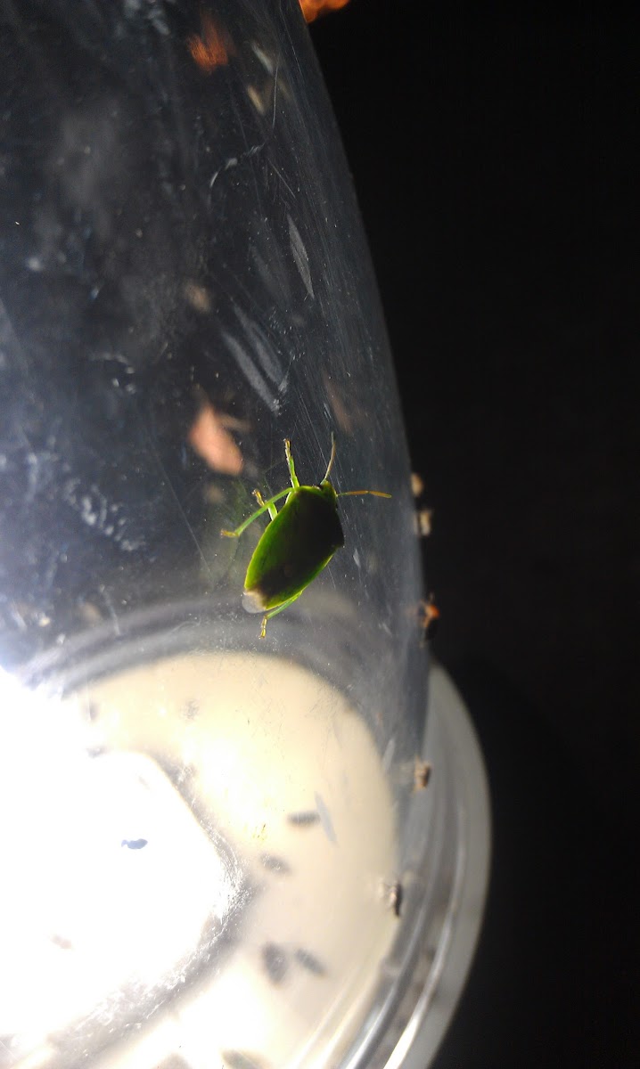 Green stink bug