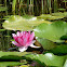 Water-Lily / Seerose