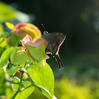 Skipper longtail