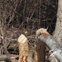 North American Beaver (chewed log)