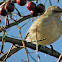 Northern Mockingbird