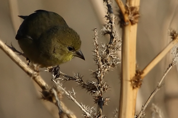 Lesser Goldfinch