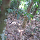 Golden Silk orb Weaver Spider