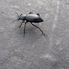 Darkling (Stink) Beetle