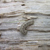 Army Cutworm Caterpillar