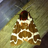 Garden Tiger Moth