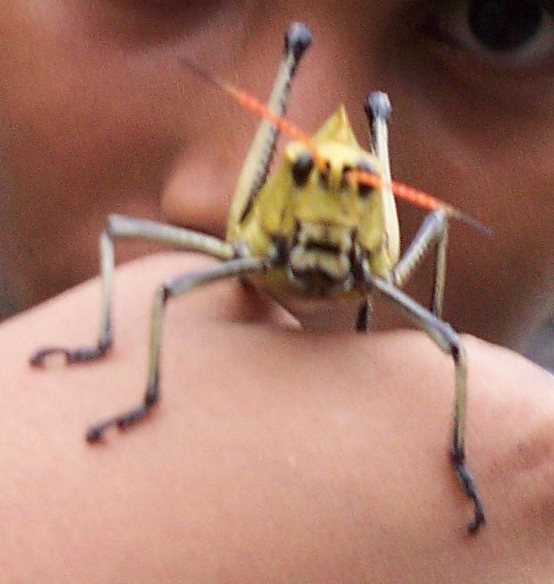 Locust - Langosta