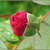 Rosas, Rose