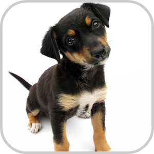 Dog Potty Training v1.0