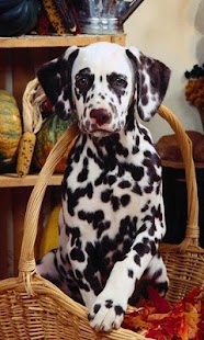 How to download Dalmatian Jigsaw Puzzle patch 1.0 apk for laptop