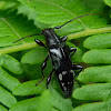 flat-faced longhorn beetle