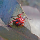 Unknown Jewel Bug nymph