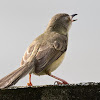 Plain Prinia