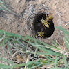 Southern Yellowjacket (nest)