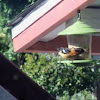 Black-headed Grosbeak