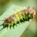 Four spotted cupmoth larva