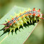 Four spotted cupmoth larva