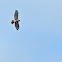 Red-shouldered Hawks (nesting pair)