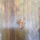 Eastern Tent Caterpillar Moth