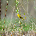 Yellow warbler