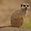 Meerkat