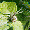 Crab spiders mating