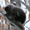 North American Porcupine