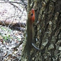 Broaded-head Skink