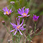 hoary tansyaster and hoary-aster