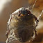 Scarab Beetle (Spider DINNER)