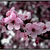 Cherry Plum blossoms
