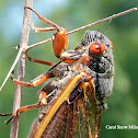 17 Year Cicada