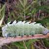 Atlas Moth (Caterpillar)