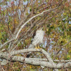 Cooper's Hawk, (juvenile)