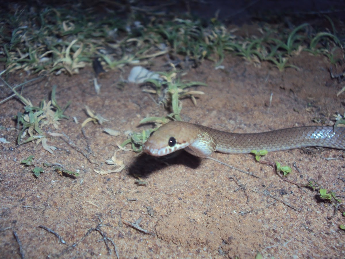 Shaw's Wolf Snake