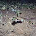 Shaw's Wolf Snake