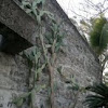 Prickly Pear, Paddle Cactus