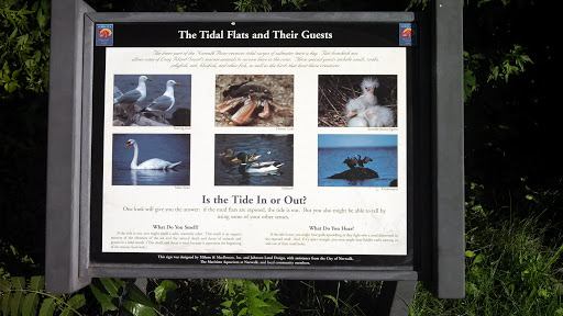 The Tidal Flats and Their Guests