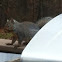 Eastern Gray squirrel