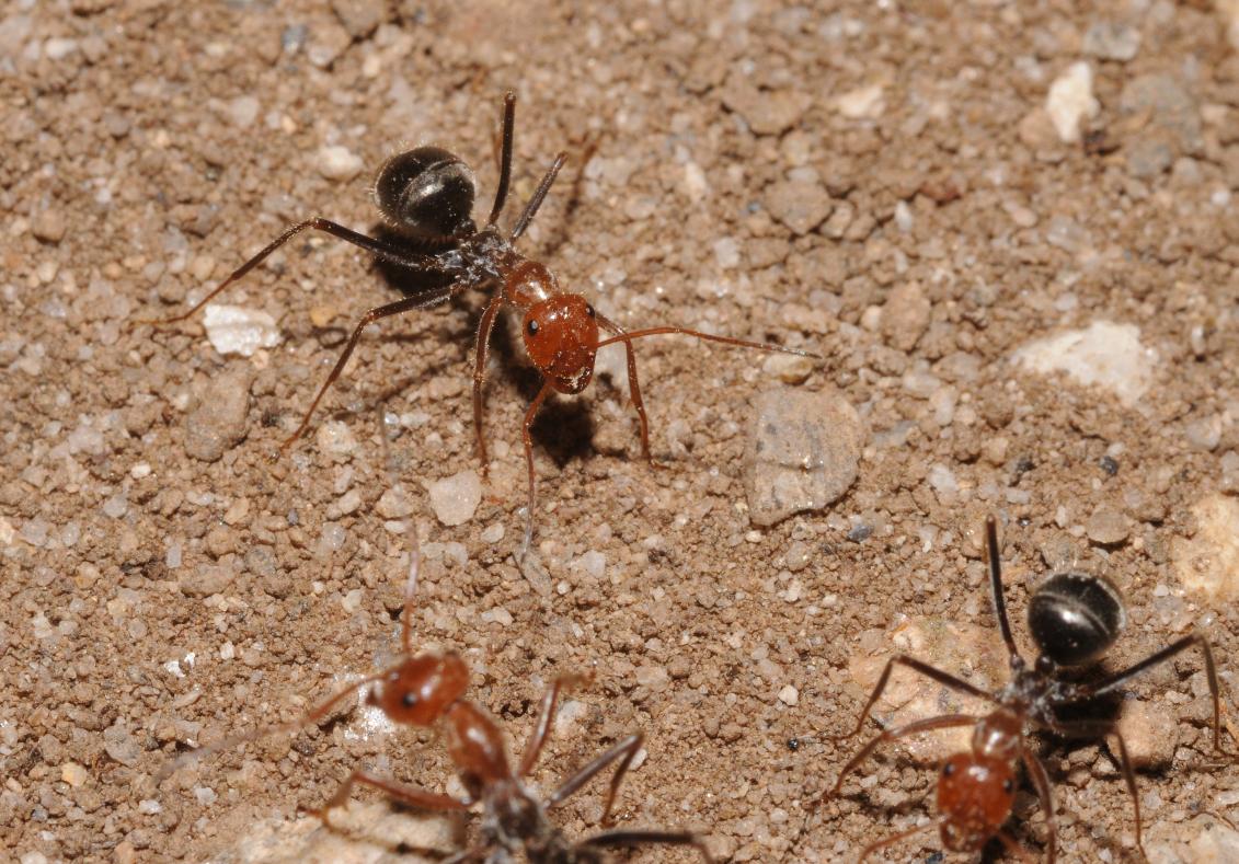 Honeypot ants