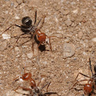 Honeypot ants