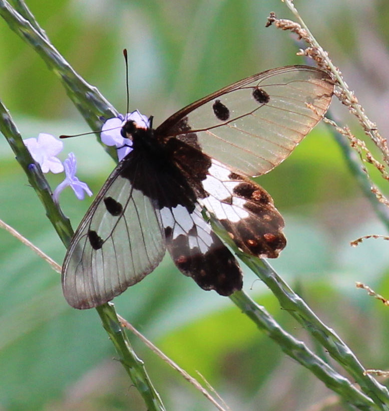 Clearwing Swallowtail